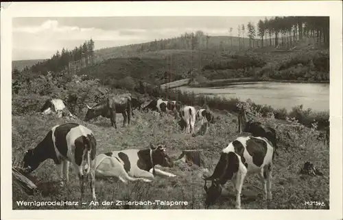 Wernigerode Harz Zillierbach Talsperre Kat. Wernigerode