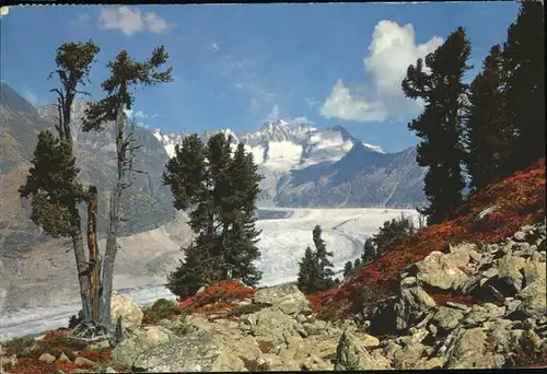 Aletschgletscher Aletschwald Naturgebiet Kat. Aletsch Grosser