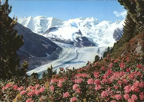 Morteratschgletscher mit Alpenrosenfeld Kat. Morteratsch