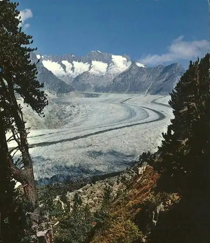 Aletschgletscher mit Aletschwald Kat. Aletsch Grosser