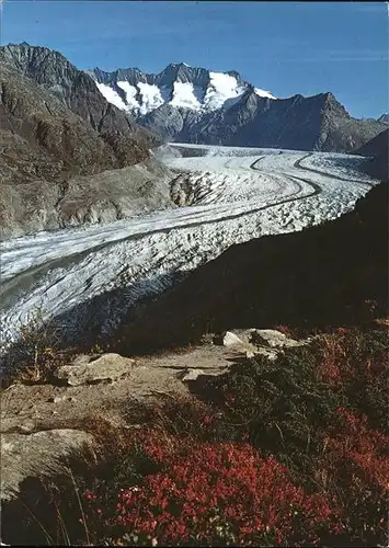 Aletschgletscher mit Naturschutzgebiet Aletschwald Kat. Aletsch Grosser