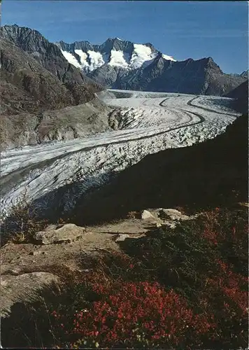 Aletschgletscher mit Naturschutzgebiet Aletschwand Kat. Aletsch Grosser