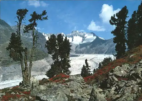 Aletschgletscher mit Naturschutzgebiet Aletschwald Kat. Aletsch Grosser