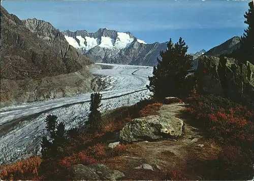 Aletschgletscher mit Naturschutzgebiet Aletschwald Kat. Aletsch Grosser