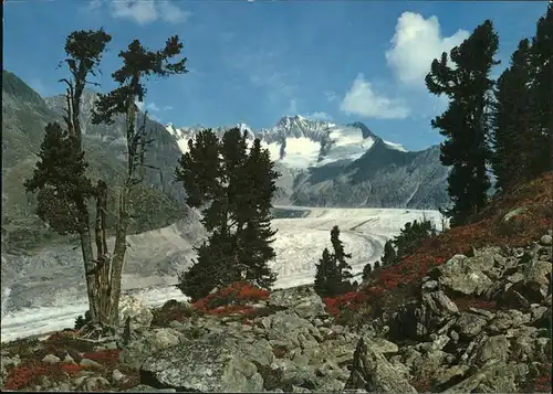 Aletschgletscher mit Naturschutzgebiet Aletschwald Kat. Aletsch Grosser