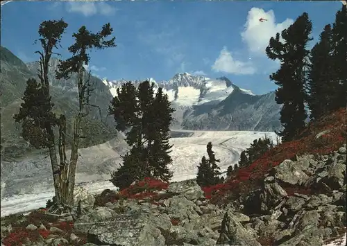 Aletschgletscher mit Aletschwald Kat. Aletsch Grosser