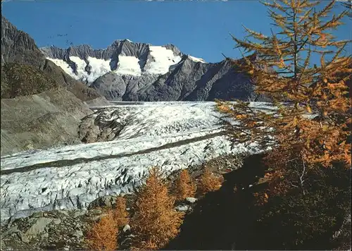 Aletschgletscher mit Aletschwald Kat. Aletsch Grosser