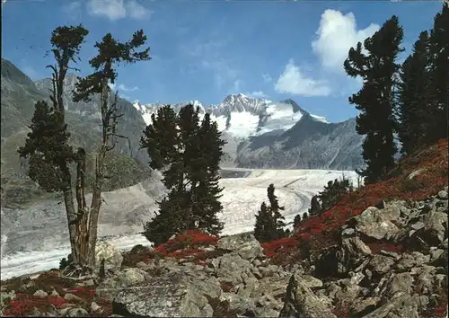 Aletschgletscher mit Aletschwald Kat. Aletsch Grosser