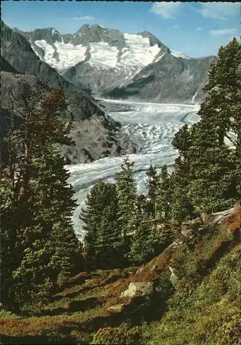 Aletschgletscher mit Wannenhorn Kat. Aletsch Grosser