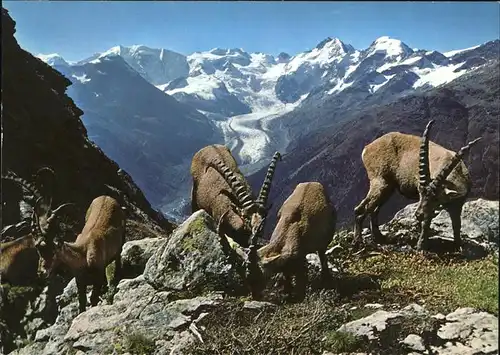 Piz Albris Steinboecke u.Blick auf die Berninagruppe Kat. Piz Albris