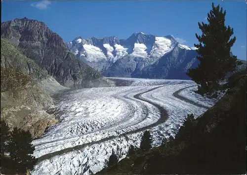 Aletschgletscher mit Aletschwald Kat. Aletsch Grosser