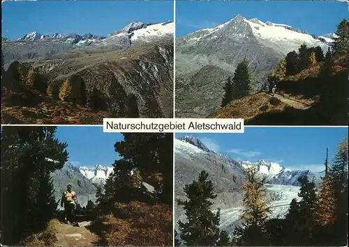 Aletschgletscher mit Aletschwald Kat. Aletsch Grosser