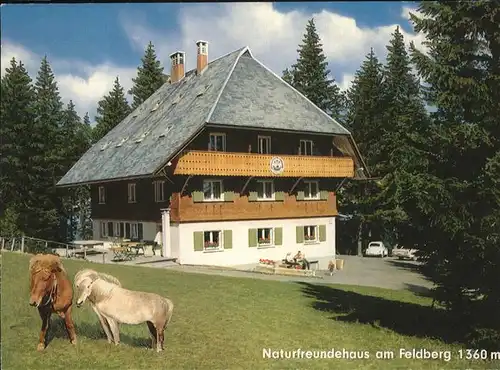 Feldberg Schwarzwald Naturfreundehaus mit Ponys Kat. Feldberg (Schwarzwald)