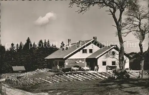 Thalkirchdorf Berggaststaette "Schwand Alpe" Kuehe Kat. Oberstaufen