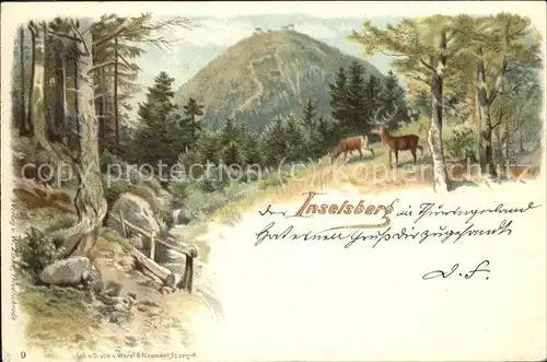 Inselsberg Schmalkalden Wild im Wald Kat. Schmalkalden