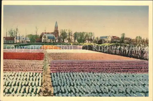 Blumen Feld Holland Kat. Pflanzen