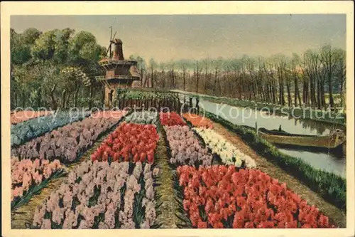 Blumen Windmuehle Holland  Kat. Pflanzen