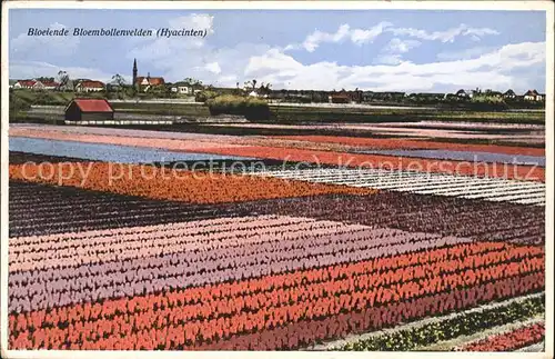 Blumen Feld Hyacinten Holland Kat. Pflanzen