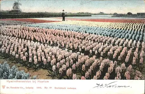 Blumen Hyacinthenvelden Haarlem Holland  Kat. Pflanzen