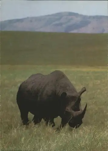 Nashorn Ngorongoro Krater Tansania