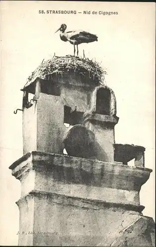 Storch Strasbourg Nid de Cigognes  Kat. Tiere