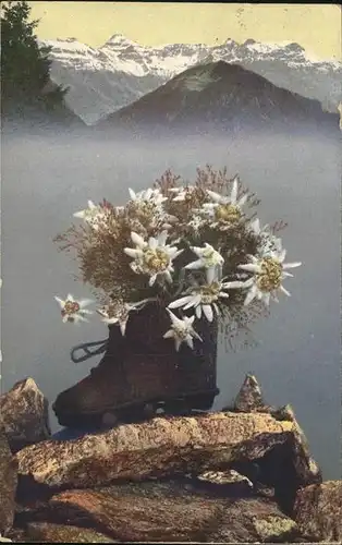 Edelweiss Schuh Kat. Pflanzen