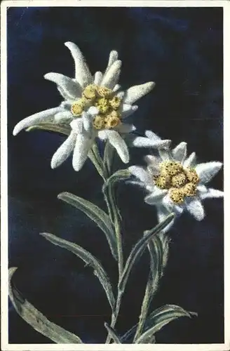 Edelweiss Leontopodium alpinum  Kat. Pflanzen