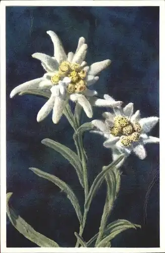 Edelweiss Leontopodium alpinum Kat. Pflanzen