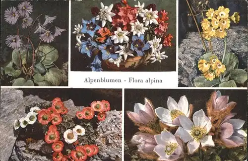 Blumen Alpen Soldanella Enzian Alpenrose Anemone Kat. Pflanzen