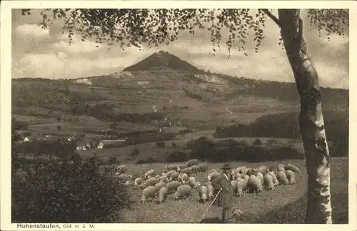 Schafe Hohenstaufen  Kat. Tiere