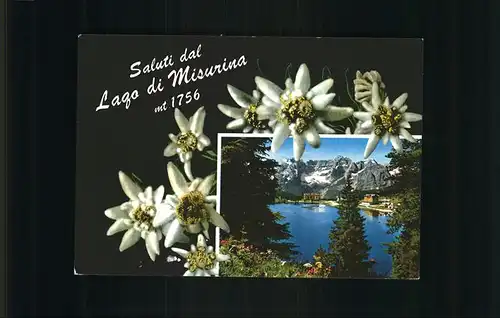 Edelweiss Lago di Misurina  Kat. Pflanzen