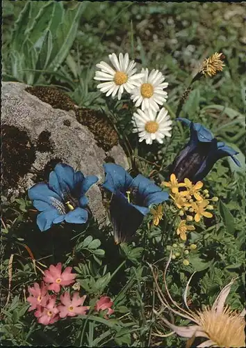 Blumen Stengelloser Enzian Alpenblumen Kat. Pflanzen