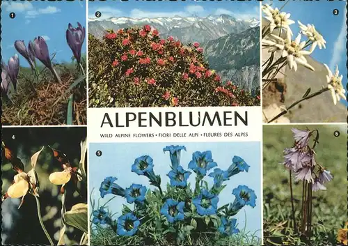 Edelweiss Krokus Alpenrose Frauenschuh Alpengloeckchen Kat. Pflanzen