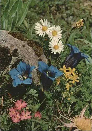 Blumen Alpen Enzian Kat. Pflanzen