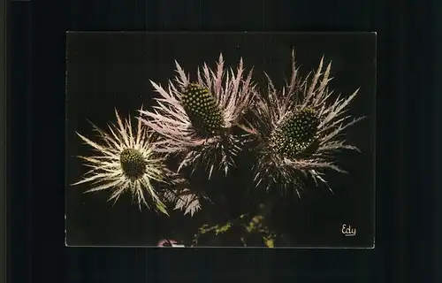 Blumen Chardon Bleu Eryngium Alpinum Kat. Pflanzen