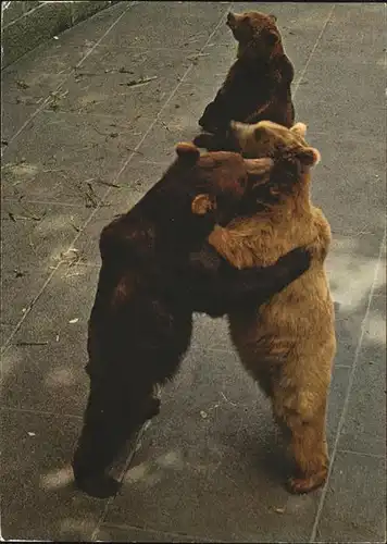 Baeren Bern Baerengraben  Kat. Tiere