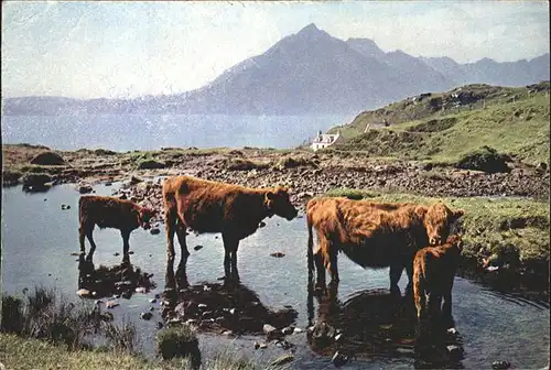 Kuehe Crofters Cattle at Elgol Isle of Skye Kat. Tiere