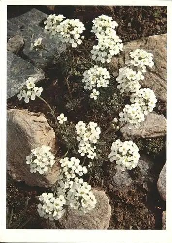 Blumen Cruciferae Gemskresse Kat. Pflanzen