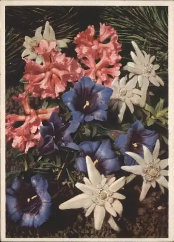 Blumen Edelweiss Kat. Pflanzen