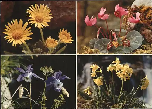 Blumen Gemswurz Alpenveilchen Akelei Schluesselblume Kat. Pflanzen