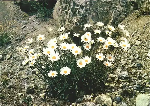 Blumen Alpen Massliebchen Kat. Pflanzen