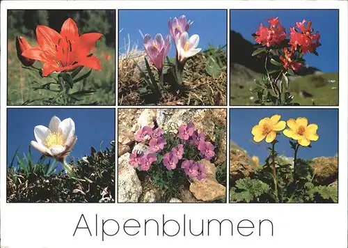 Blumen Alpen Feuerlilie Alpenrose Pelzanemone  Kat. Pflanzen