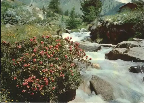 Blumen Alpenrosen  Kat. Pflanzen