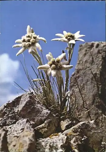 Edelweiss Etoile des Alpes Kat. Pflanzen