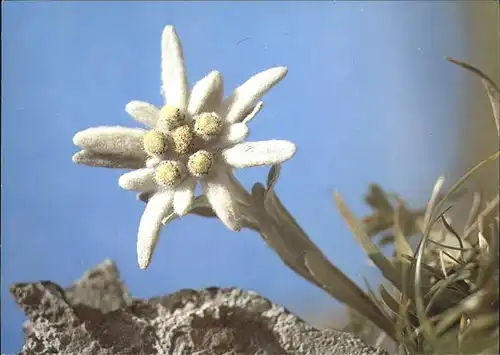 Edelweiss Etoile des Alpes Kat. Pflanzen