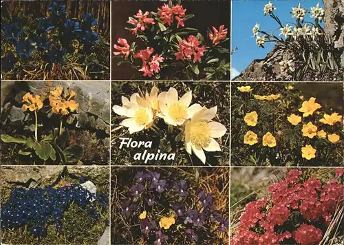 Blumen Alpen Edelweiss Enzian Kat. Pflanzen
