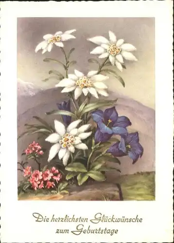 Edelweiss Geburtstag Enzian  Kat. Pflanzen