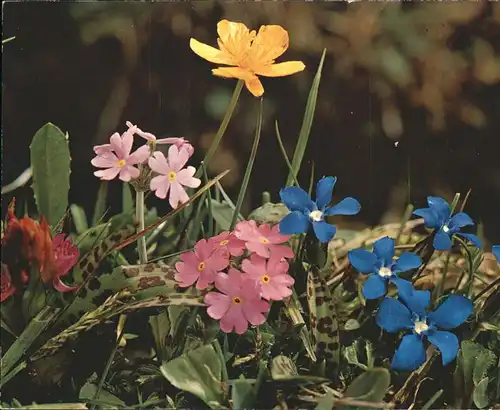 Blumen Bayrischer Enzian Mehlprimel  Kat. Pflanzen