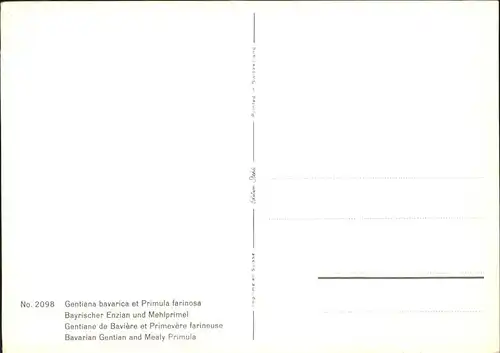 Blumen Bayrischer Enzian Mehlprimel  Kat. Pflanzen