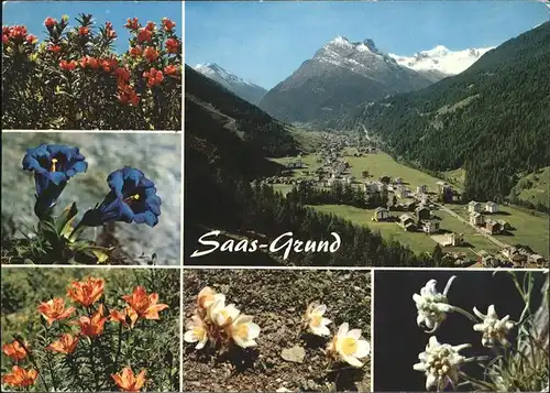 Blumen Saas Grund Edelweiss Enzian Alpenrosen Kat. Pflanzen